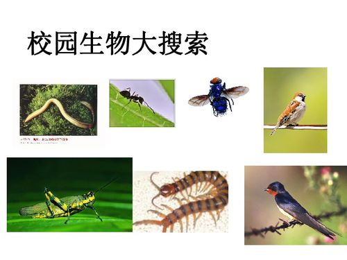 校園生物大搜索下載 科學